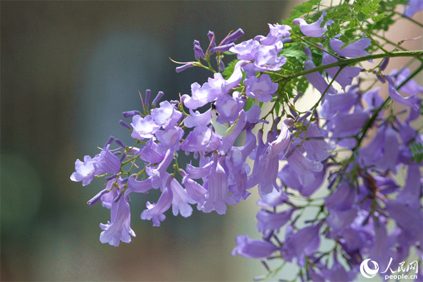 Jacarandas florescem em Xiamen