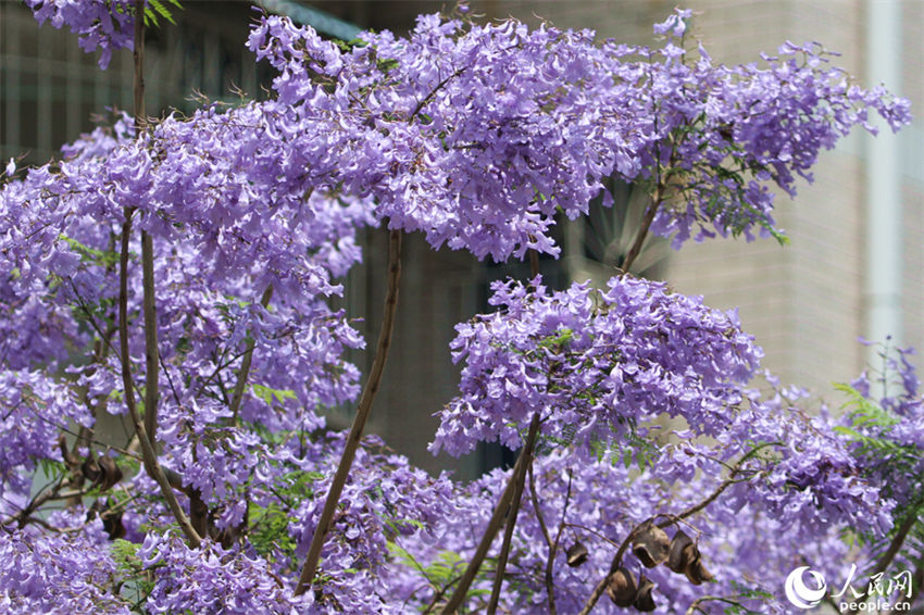 Jacarandas florescem em Xiamen