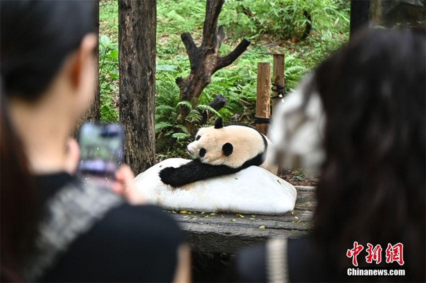 Panda gigante se refresca no gelo em Guangzhou, no sul da China