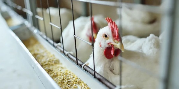 Brasil confirma dois primeiros casos de gripe aviária no país