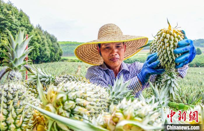 Colheita de abacaxi decorre no sul da China