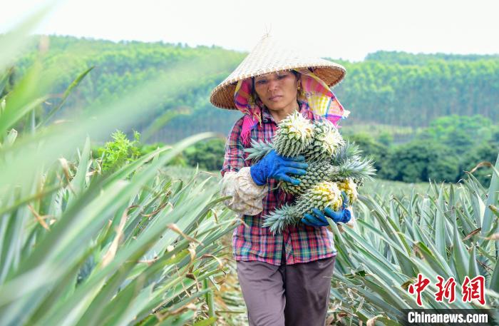 Colheita de abacaxi decorre no sul da China