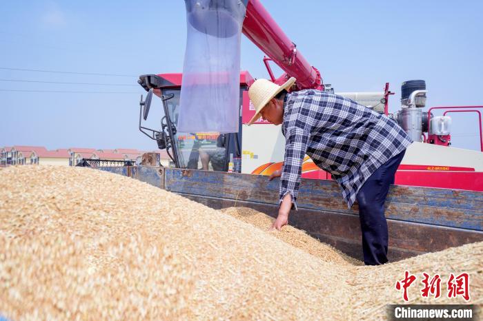 Henan realiza colheita de mais de 30 mil hectares de trigo