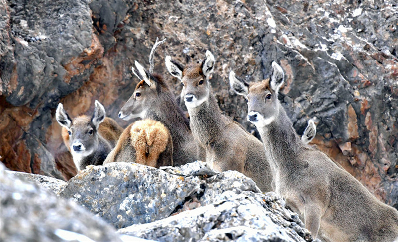 Espécies protegidas de fauna e flora na província de Qinghai registram recuperação gradual