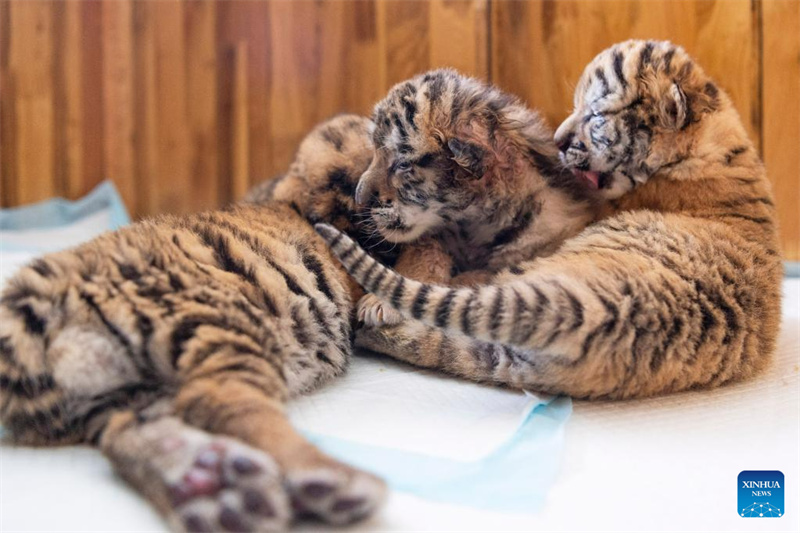 Filhotes de tigre siberiano em Harbin, nordeste da China