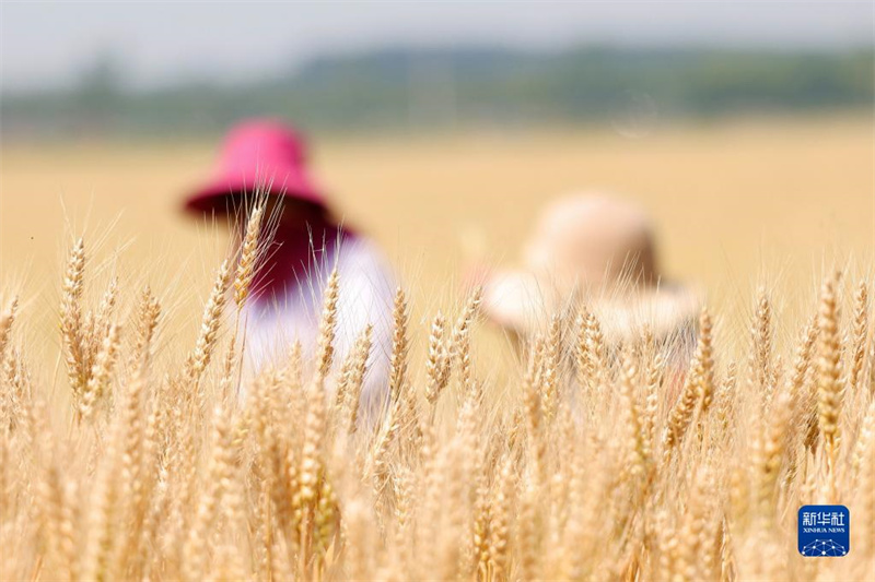 Galeria: Jiangsu inicia temporada de colheita do trigo