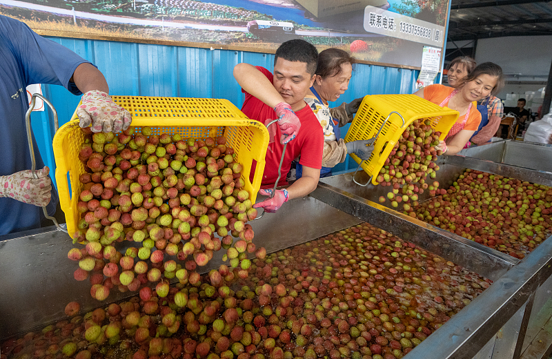 Hainan dá início à temporada de lichia