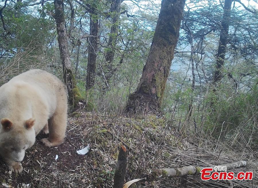 Panda gigante branco raro é visto em Sichuan