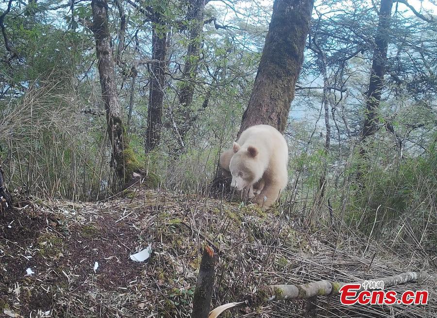 Panda gigante branco raro é visto em Sichuan