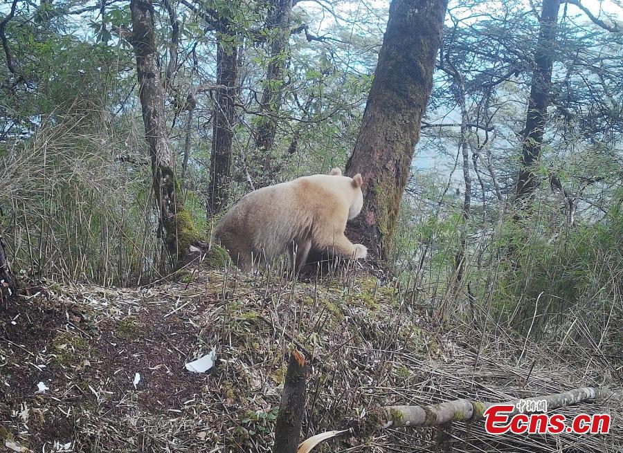 Panda gigante branco raro é visto em Sichuan
