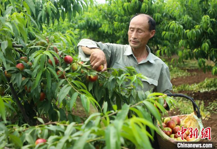Província de Anhui inicia período de colheita de nectarinas