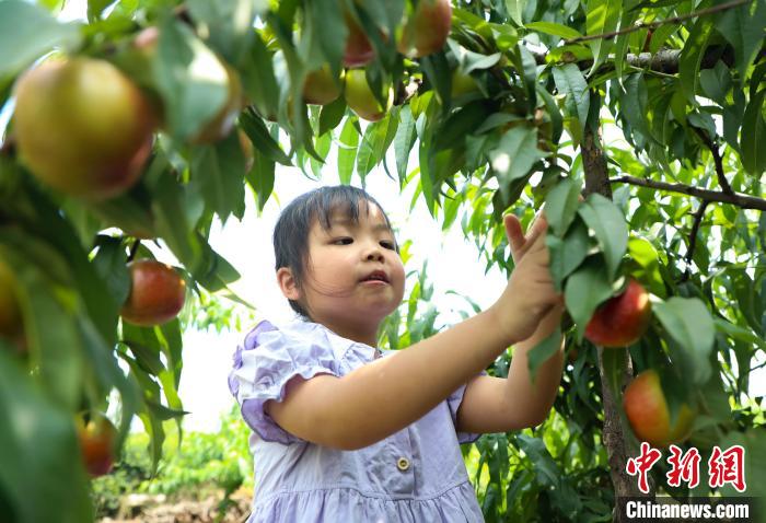 Província de Anhui inicia período de colheita de nectarinas