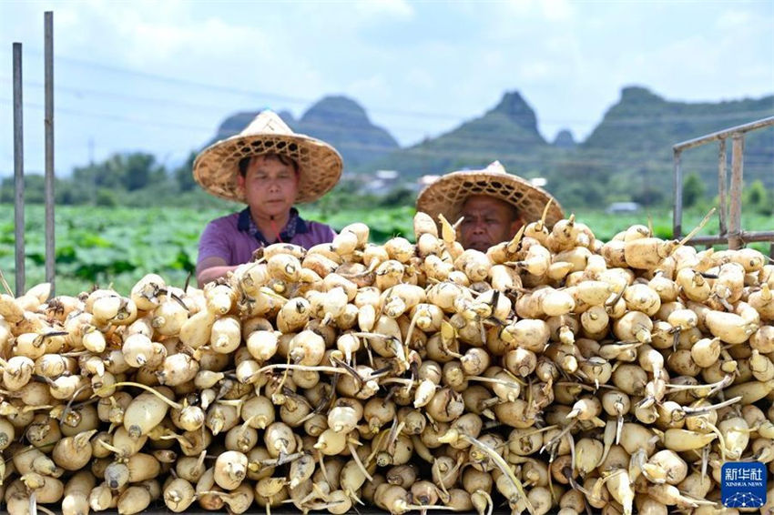 Agricultores realizam colheita de raízes de lótus no sul da China