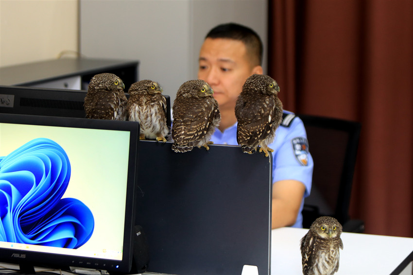 Polícia chinesa resgatou 5 corujas em Sichuan
