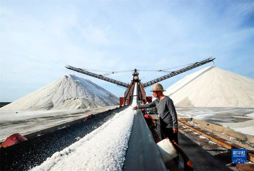 Colheita de verão é realizada em campo de sal no norte da China