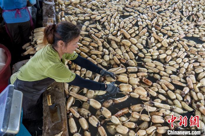 Cidade de raízes de lótus recebe temporada de colheita, no sul da China