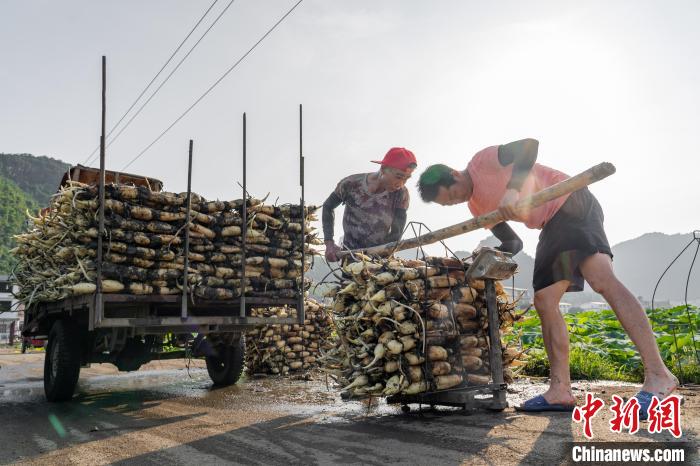 Cidade de raízes de lótus recebe temporada de colheita, no sul da China
