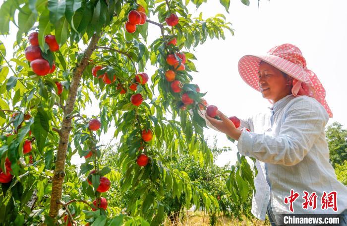 Província chinesa de Anhui inicia safra de nectarinas do início de verão