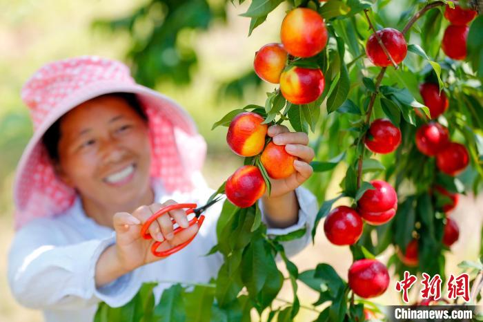 Província chinesa de Anhui inicia safra de nectarinas do início de verão