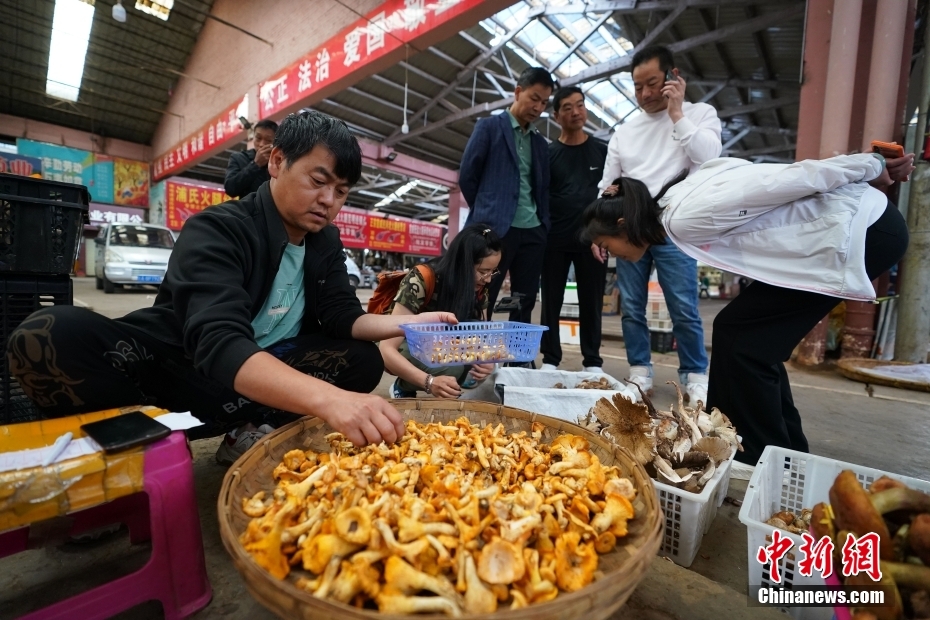 Yunnan inicia temporada de consumo de cogumelos