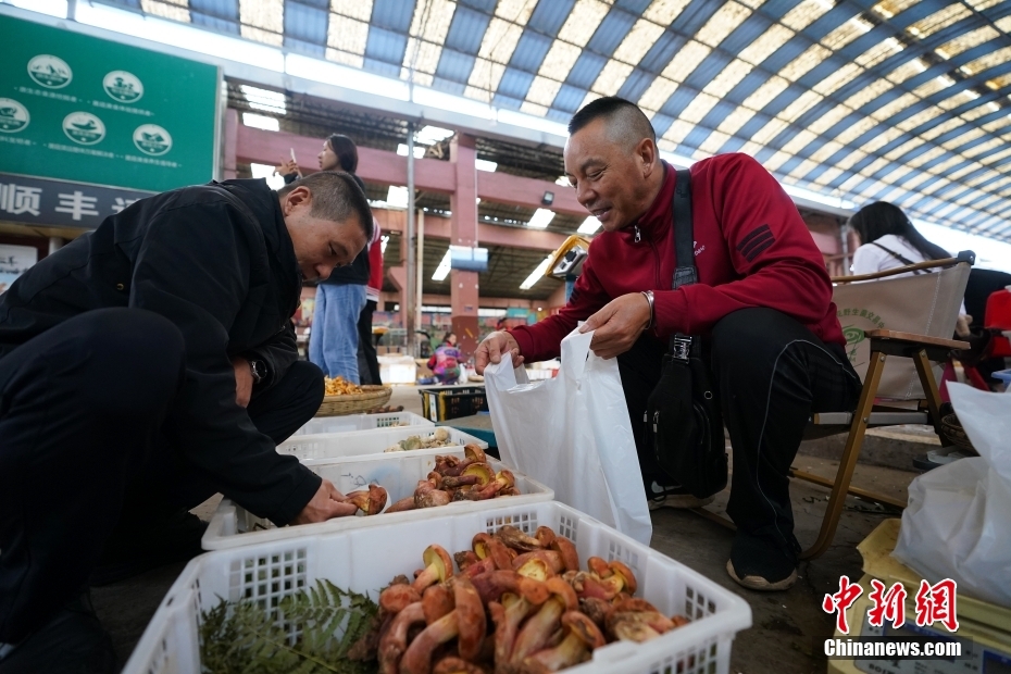 Yunnan inicia temporada de consumo de cogumelos