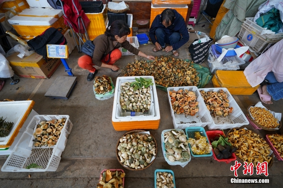 Yunnan inicia temporada de consumo de cogumelos