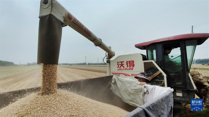 China: muitos lugares estão ocupados com colheita de trigo