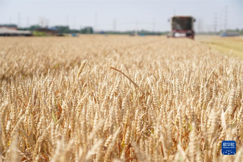 China: muitos lugares estão ocupados com colheita de trigo