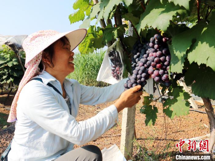 Guangxi inicia colheita de uvas