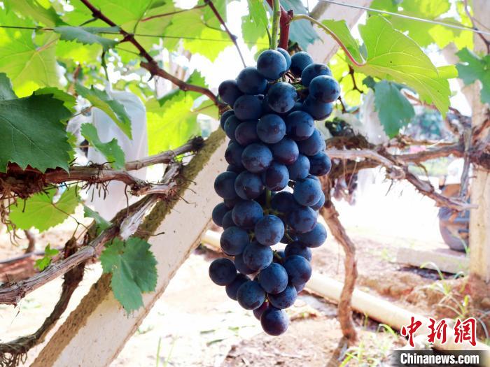 Guangxi inicia colheita de uvas