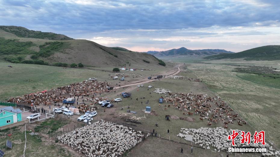 Galeria: pastagens de Ar Horqin iniciam périodo de transumância de verão, norte da China