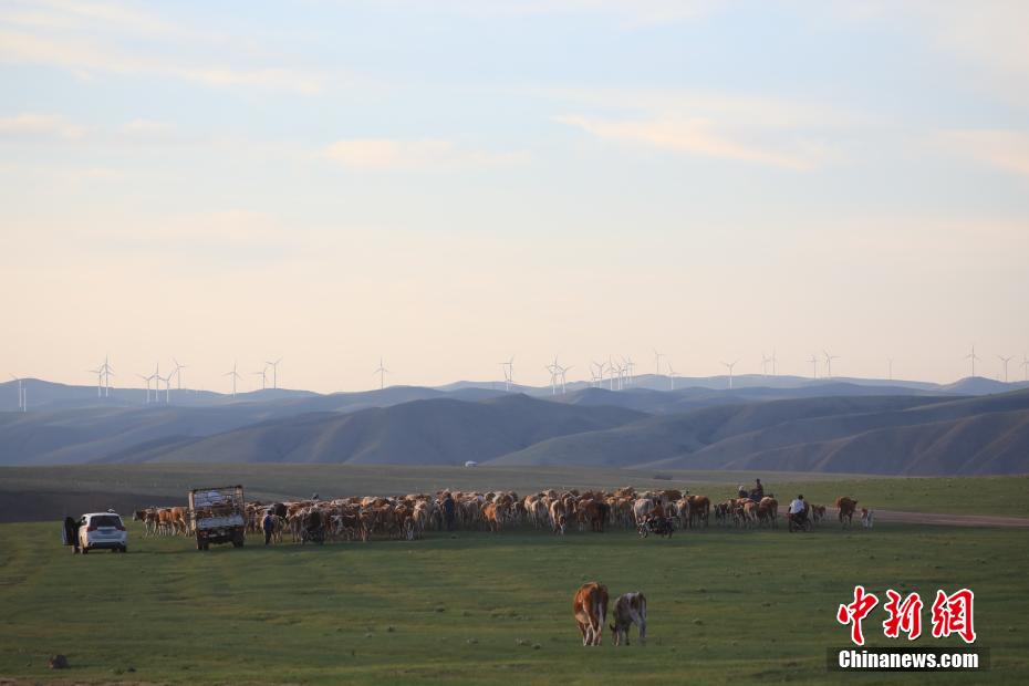 Galeria: pastagens de Ar Horqin iniciam périodo de transumância de verão, norte da China