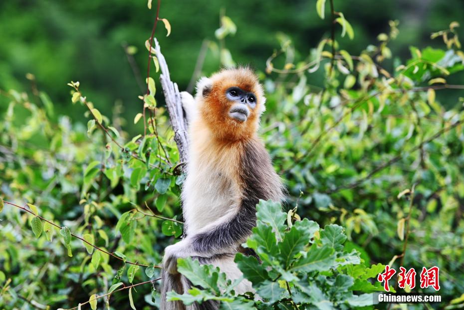 Galeria: macacos dourados de nariz arrebitado