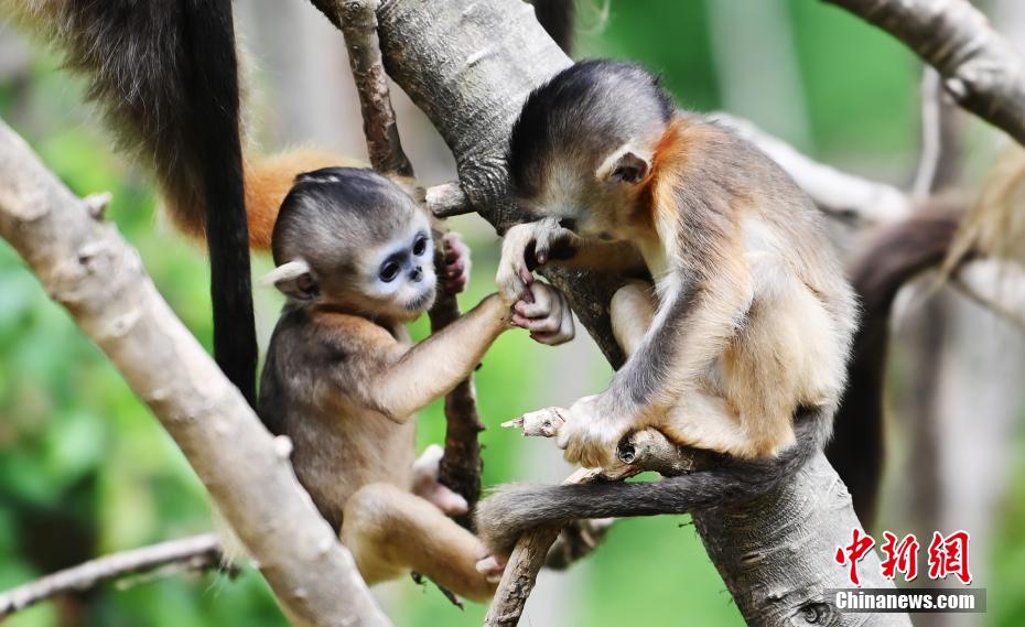 Galeria: macacos dourados de nariz arrebitado