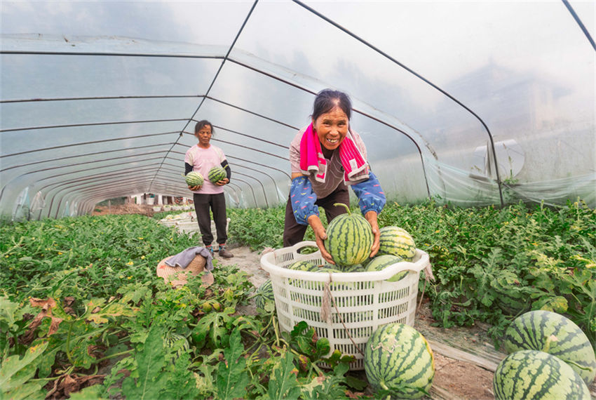 Safra abundante de melancias chega em Jiangxi, leste da China