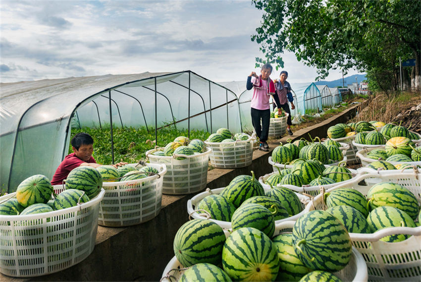 Safra abundante de melancias chega em Jiangxi, leste da China