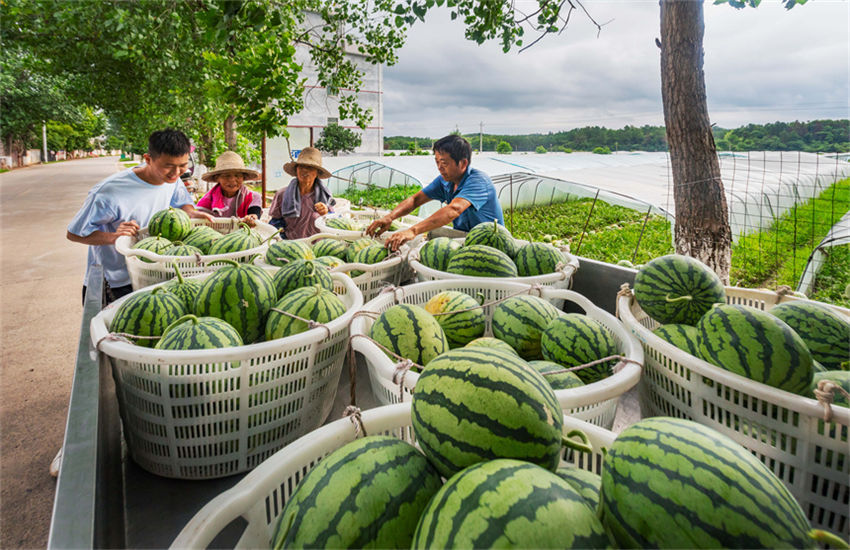 Safra abundante de melancias chega em Jiangxi, leste da China