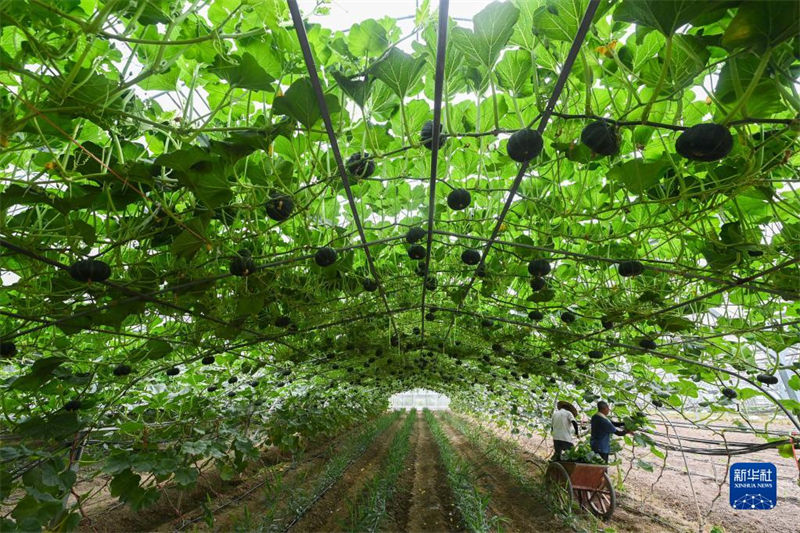 Projeto de Requalificação Rural Verde de Zhejiang com resultados tangíveis após 20 anos