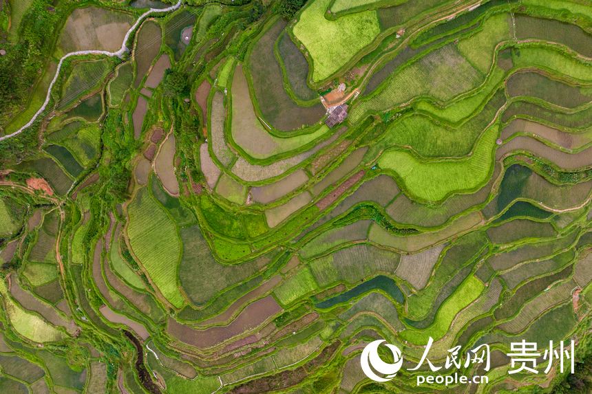 Galeria: paisagem pitoresca da aldeia Tang’an da etnia Dong