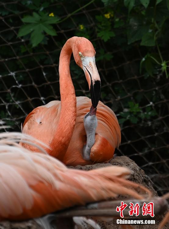 Galeria: flamingos vivem no jardim zoológico no nordeste da China