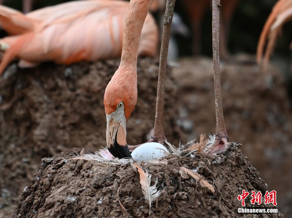 Galeria: flamingos vivem no jardim zoológico no nordeste da China