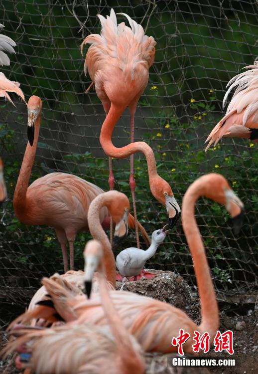 Galeria: flamingos vivem no jardim zoológico no nordeste da China