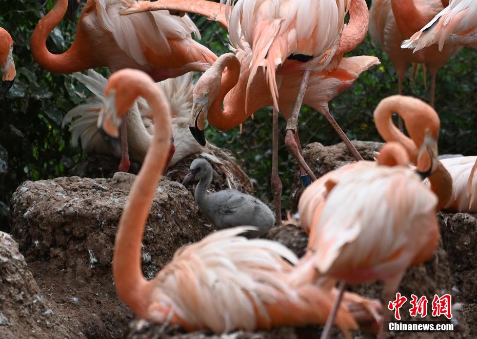 Galeria: flamingos vivem no jardim zoológico no nordeste da China