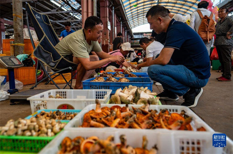 Yunnan inicia temporada de consumo de cogumelos silvestres