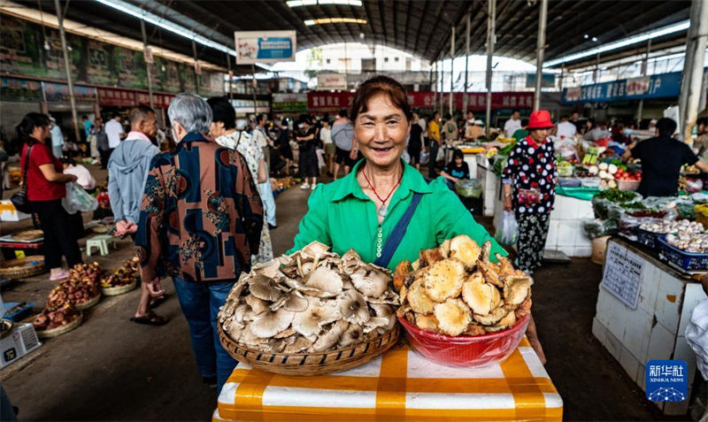 Yunnan inicia temporada de consumo de cogumelos silvestres