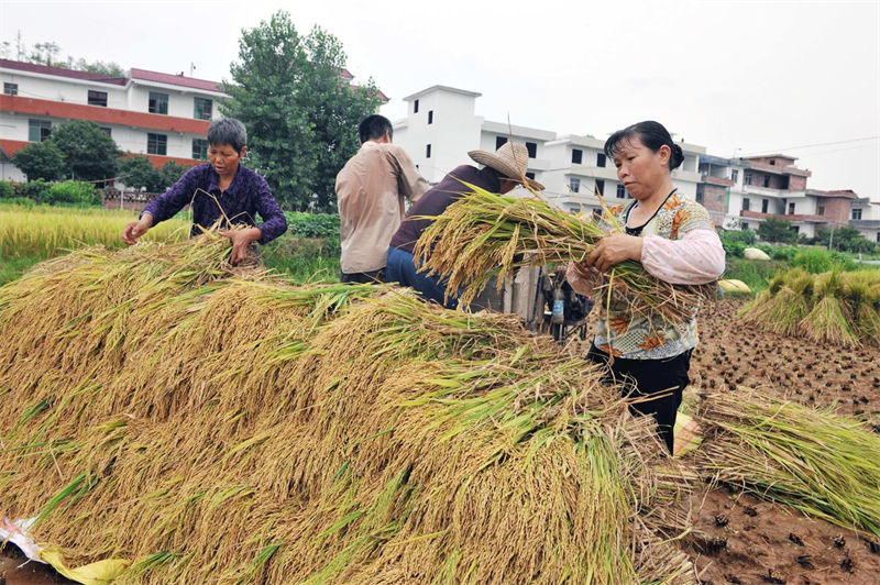 Jiangxi inicia temporada de colheita de arroz