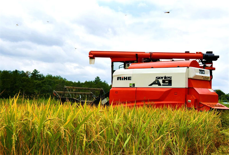 Jiangxi inicia temporada de colheita de arroz