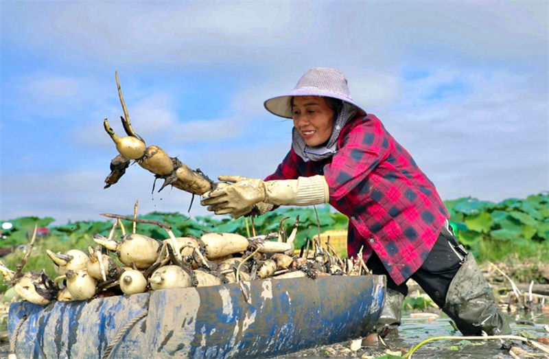 Agricultores de Guangxi realizam colheita de raízes de lótus no verão