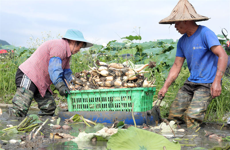 Agricultores de Guangxi realizam colheita de raízes de lótus no verão