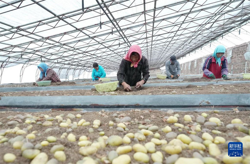 Hebei promove industrialização de batata para aumentar renda dos agricultores